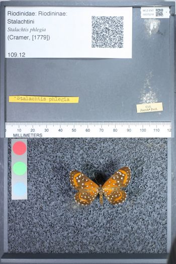 Media type: image;   Entomology 75218